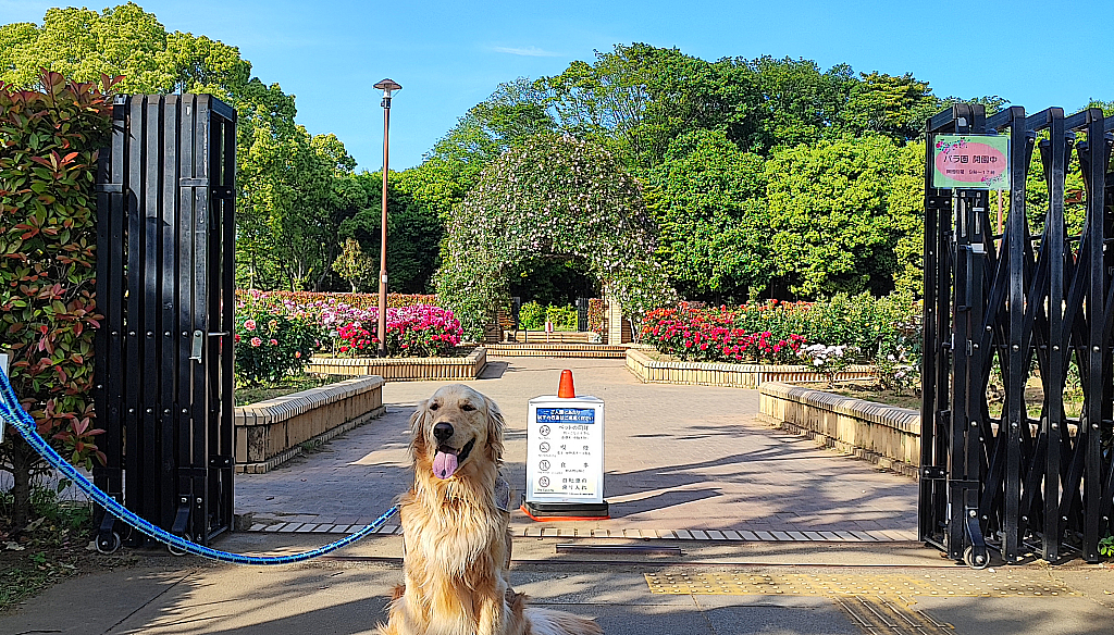 柏の葉公園