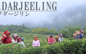 Leafull　Darjeeling